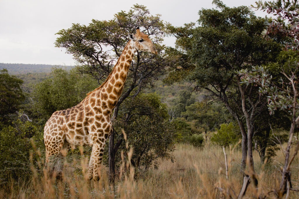 Giraffe at Elephants Crossing