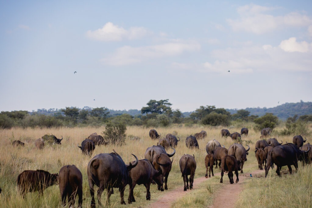 Buffalo at Elephants crossing