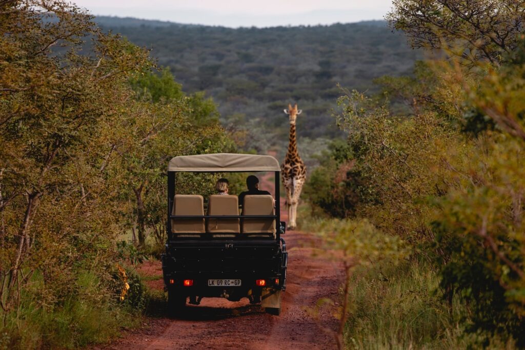 Elephants Crossing - Game Drive Giraffe