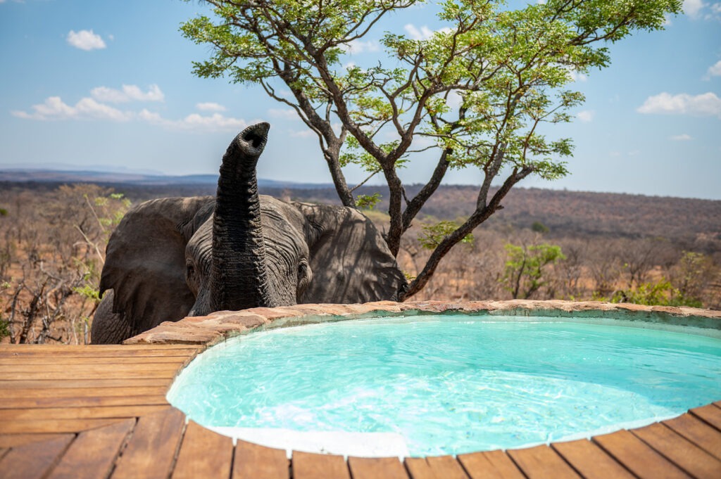 Elephant at splash pool