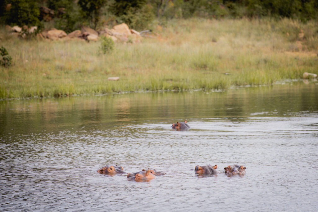 Hippos at Welgevonden, Elephants Crossing