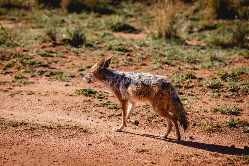 Jackal at Welgevonden, Elephants Crossing
